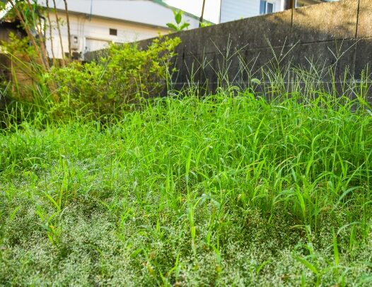 雑草対策🌱お庭の悩みをすっきり解決する方法をご紹介！