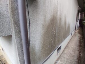 外壁のコケや汚れ、放っておいて大丈夫？見逃したくない劣化サインと対処法